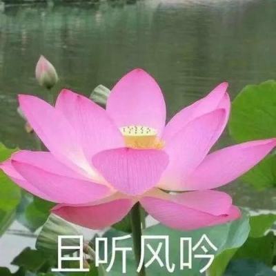 新华社消息｜第二十届文博会开幕 新质生产力成新热点